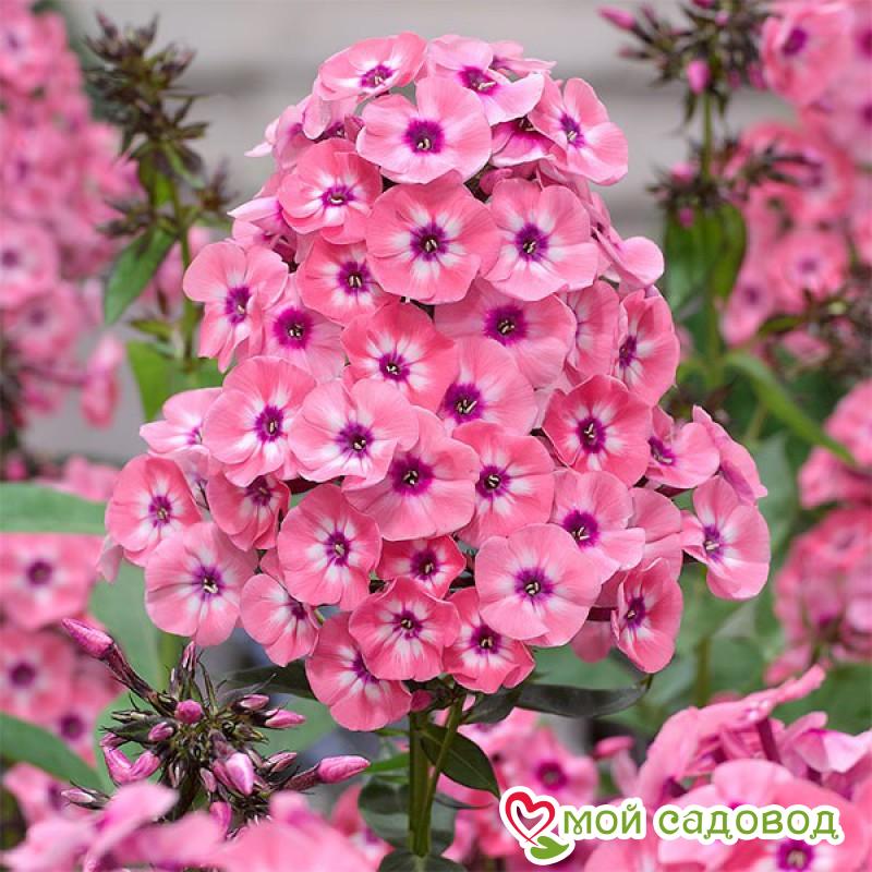 Цвет и форма цветка флокса Юник Биколор